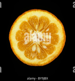 L'article de fruits d'amères, aigres ou Séville orange (Citrus aurantium) un porte-greffes d'agrumes Banque D'Images