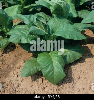 Avant la floraison des plantes de tabac immature, Mosel, Allemagne Banque D'Images