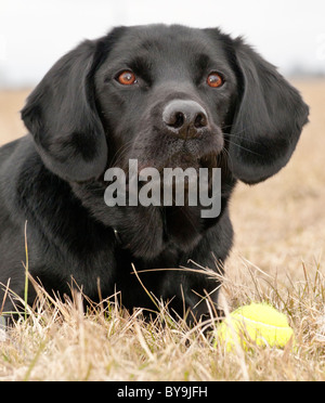 La médaille Dickin, chien labrador un Treo Spaniel cross, portrait Banque D'Images