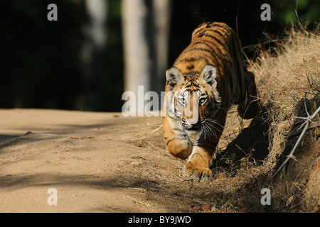 7-month-old female tiger cub avance vers photographe Banque D'Images