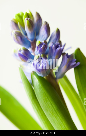 Close up of a Common bleu Jacinthe, Hyacinthus orientalis Banque D'Images