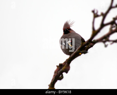 Waxwng, Bombycilla garrulus perché sur succursale à Norfolk, Angleterre Banque D'Images