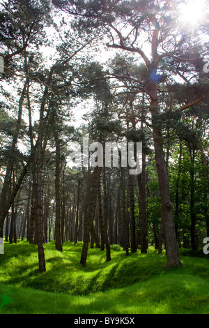 La lumière du soleil de passer par les arbres forestiers sur les vestiges d'anciennes tranchées de la Première Guerre mondiale, à la crête de Vimy en France Banque D'Images