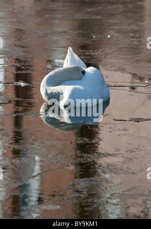 Un cygne muet endormi sur un canal de Coventry. L'Angleterre. Banque D'Images