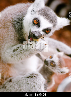 Untitled Document l'anneau (Lemur catta) avec bébé l'alimentation. Banque D'Images