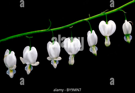 Lamprocapnos bleeding heart blanc Dicentra spectabilis Alba fond noir ombre à fleur de ressort en forme de coeur des bois Banque D'Images