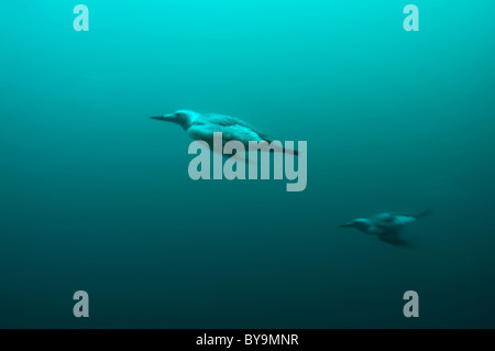 Groupe des guillemots, nage sous l'eau. Guillemot marmette commune ou des guillemots (Uria aalge, Pontoppidan), mer de Barents, la Russie, l'Arctique, l'Europe Banque D'Images