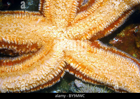 Étoile de mer (Asterias rubens rouge) Banque D'Images