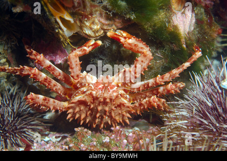 Le crabe royal rouge (Paralithodes camtschaticus) Banque D'Images