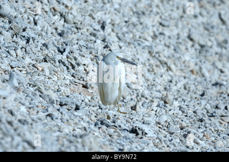 Pacific Reef Aigrette garzette (Egretta sacra) sur un corail mort banque sur Lady Elliot Island, la Grande Barrière de Corail, Queensland, Australie. Banque D'Images