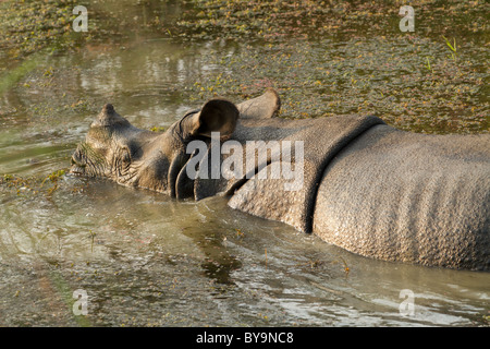 Rhinoceros unicornis sauvages dans le parc national de Chitwan, au Népal Banque D'Images