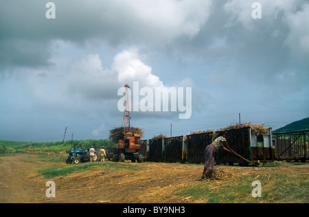 St Kitts Femme Coupe de la canne à sucre en râtelant Banque D'Images