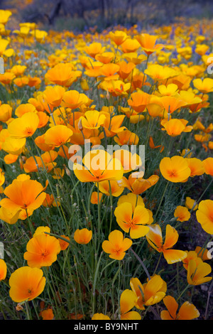 Fleurs sauvages, coquelicots de Californie Eschscholzia coquelicots mexicains fleurissent dans le désert de Sonora, Tucson, Arizona Banque D'Images