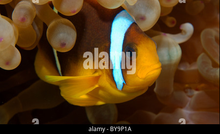 Poisson clown, poissons clowns, Amphiprion bicinctus, Amphiprioninae Banque D'Images