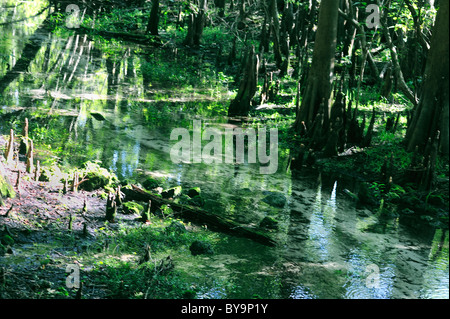 Cyprès à Fanning Springs Park en Floride centrale poussent bien sur le rivage Banque D'Images