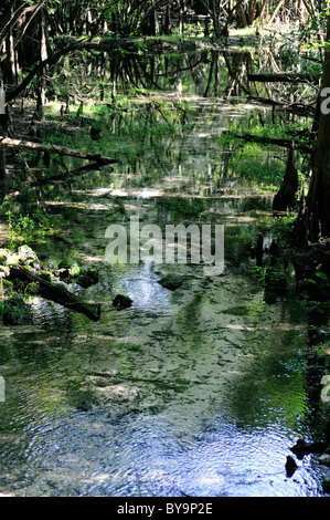 Cyprès à Fanning Springs Park en Floride centrale poussent bien sur le rivage Banque D'Images