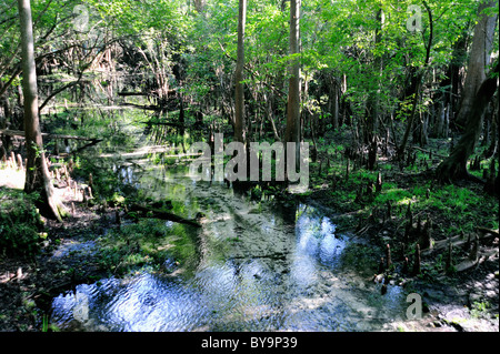 Cyprès à Fanning Springs Park en Floride centrale poussent bien sur le rivage Banque D'Images