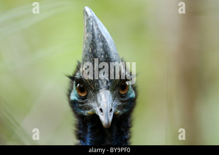 Le sud (Casuarius casuarius) casoar à Tam O'Shanter National Park, Australie Banque D'Images