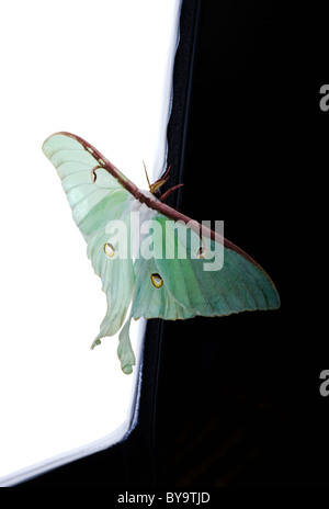 Luna Moth (Actias luna) sur un fond noir et blanc. Banque D'Images