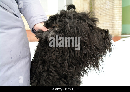 Chien Terrier Noir Russe avec la maîtresse dans la rue, l'hiver dans la région de Moscou, Russie Banque D'Images