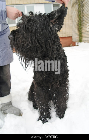 Chien Terrier Noir Russe avec la maîtresse dans la rue, l'hiver dans la région de Moscou, Russie Banque D'Images