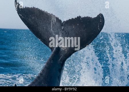 Humpback Whale tail slapping Banque D'Images