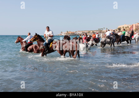 Echelle de cavaliers sur leurs chevaux dans la mer à Adeje dans le cadre de la Fêtes de San Sebastian, Tenerife, Canaries, Espagne Banque D'Images