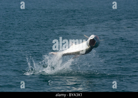 Tarpon atlantique jump Banque D'Images