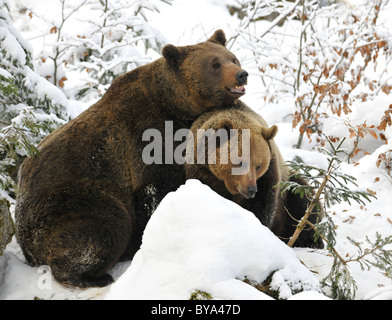 Ours brun (Ursus arctos) sanglier et semer de câlins dans la neige Banque D'Images