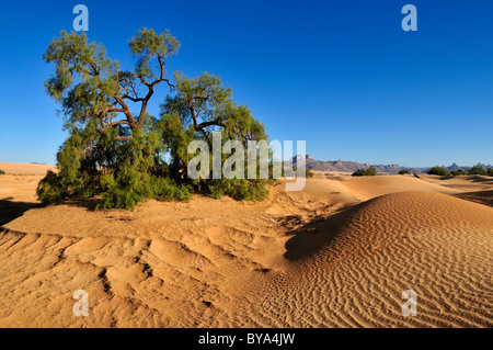 Arbre généalogique de tamaris (tamarix) croissant sur une dune de sable de l'Erg Admer, Wilaya Illizi, Algérie, Sahara, Afrique du Nord, Afrique Banque D'Images