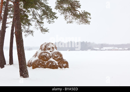 Paysage agricole d'hiver : les meules dans la neige. tir horizontal Banque D'Images