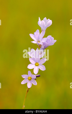 Lily (maïs), Ixia rapunculoides Bokkeveld Plateau, le Namaqualand, Afrique du Sud Banque D'Images