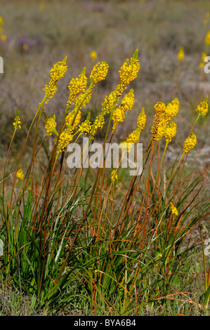 Bulbinella Bulbinella latifolia, (rooikatstert) Bokkeveld Plateau, le Namaqualand, Afrique du Sud Banque D'Images