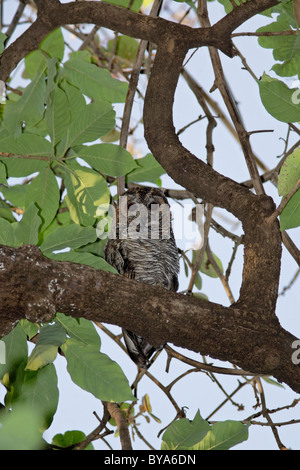 Bois tacheté (Owl Strix ocellata) Banque D'Images