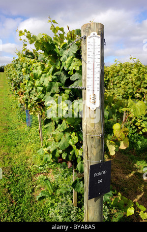 Un thermomètre de vignerons à la fin d'une rangée de raisins Rondo dans un vignoble près de Devon UK Banque D'Images