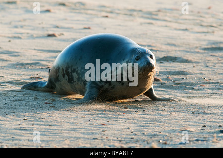 Phoque gris, Halichoerus grypus, femelle adulte, se déplaçant le long Beach, Norfolk, Angleterre, Novembre Banque D'Images