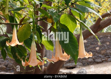 Brugmansia versicolor Angel Trumpet (syn. Datura versicolor), La Gomera, Canary Islands, Spain, Europe Banque D'Images