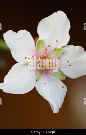 Almond Blossom close-up Banque D'Images