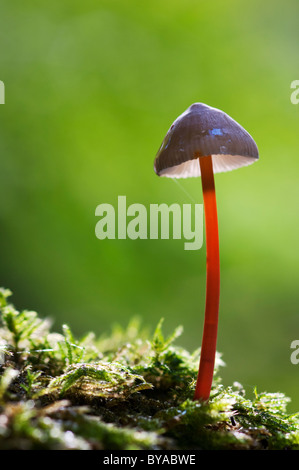 Saffrondrop Bonnet, Mycena crocata, Kent, Angleterre. Banque D'Images