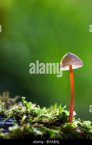 Saffrondrop Bonnet, Mycena crocata, Kent, Angleterre. Banque D'Images