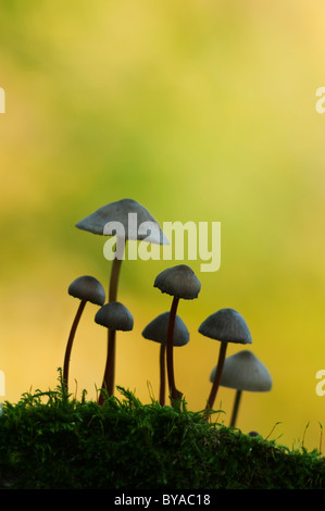 Saffrondrop Bonnet, Mycena crocata, Kent, Angleterre. Banque D'Images