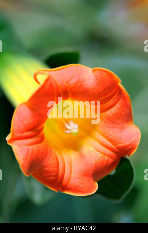 Anges brugmansia sanguinea Brugmansia sanguinea () de l'Amérique du Sud Banque D'Images