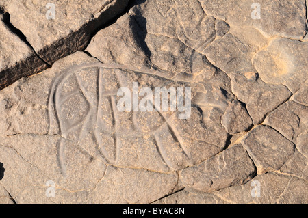 Gravure rupestre préhistorique d'une vache ou taureau, l'art rupestre néolithique du Tinterhert, Didier Vallée, le Tassili n'Ajjer National Park Banque D'Images