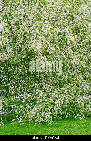 Bird Cherry Tree en pleine floraison Banque D'Images