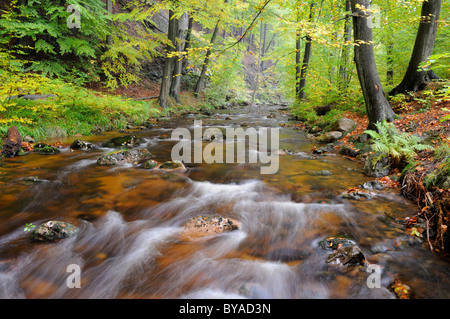 Ilse, près de Ilsenburg en automne, les montagnes du Harz, Saxe-Anhalt, Allemagne, Europe Banque D'Images