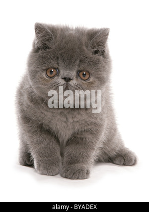 Exotic Shorthair bleu chaton Portrait dans un studio Banque D'Images