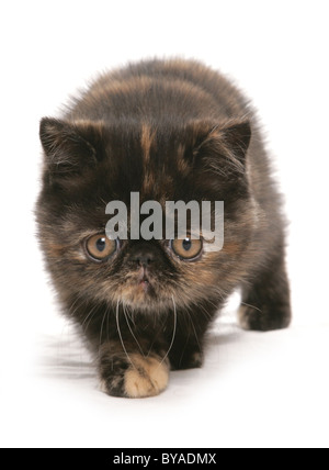 Exotic brown Tortie chaton studio portrait Banque D'Images