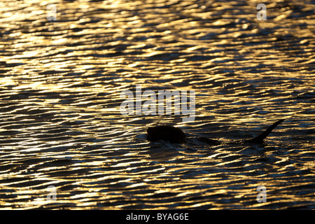 Loutre sauvage européenne Cub au coucher du soleil on Windermere Banque D'Images