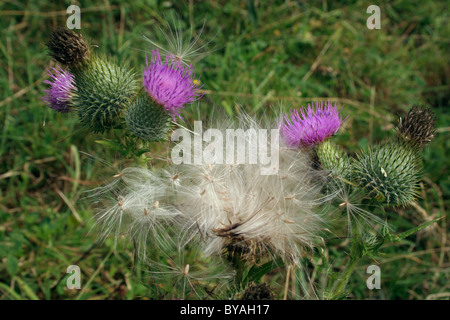 Lance le chardon (Cirsium vulgare : Asteraceae) en fleur et en relâchant les fruits, UK. Banque D'Images