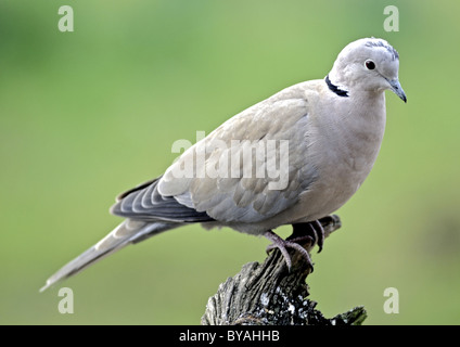 Tête (Streptopelia decaocto) oiseau résident du Royaume-Uni. Banque D'Images